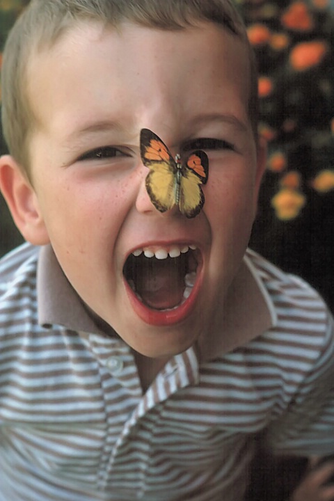 Butterfly Closeup