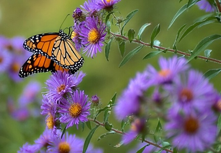 Butterfly Bush