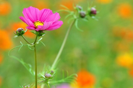 Wild Flowers #2