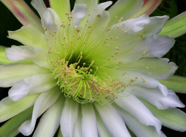 Flower of a cactus