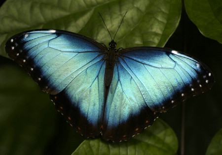 Blue Morpho