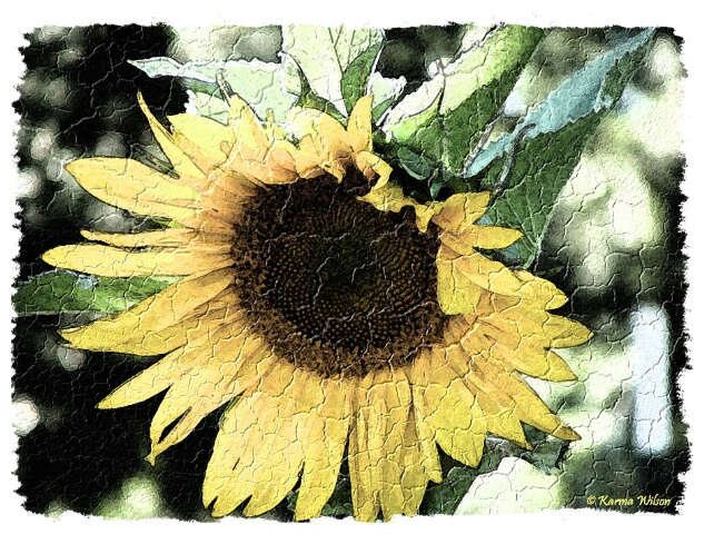 Sunflower in Fresco