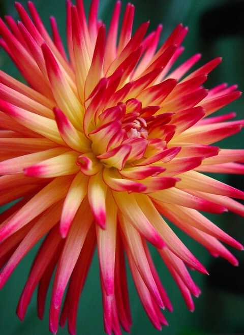 Fiery Dahlia