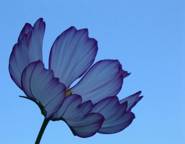 Blue Cosmos