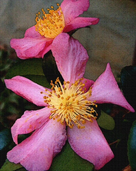 Camellia