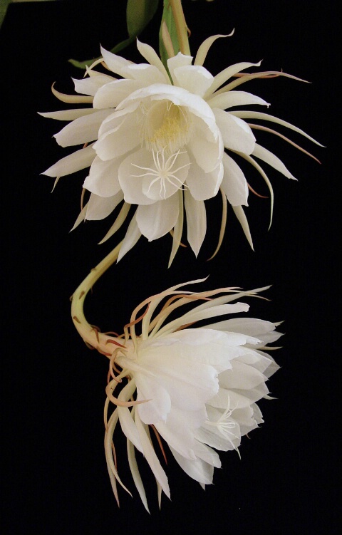 Epiphyllum - Two Blossoms