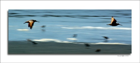 Long-billed dowitchers in flight