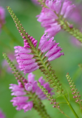 Pink flowers 