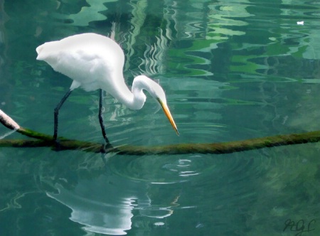 Refreshing Lagoon