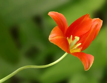 Tulip