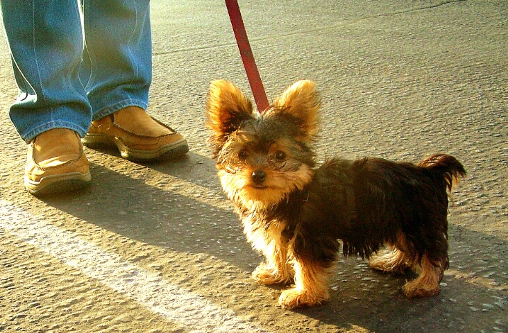 One Pound of Pup