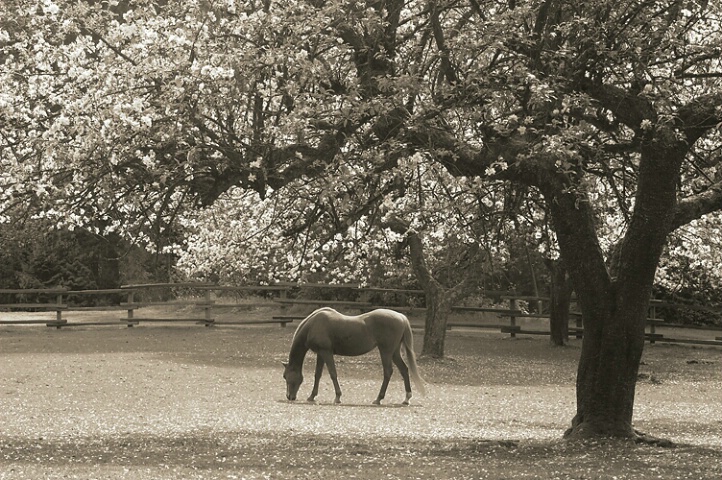 Grazing beneath the tree  