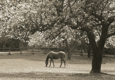 Grazing beneath the tree  