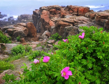 Wild Roses Overlooking Ocean