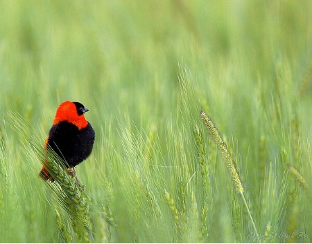 Black Bishop