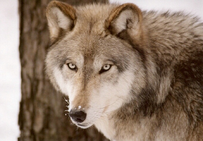 Grey Wolf