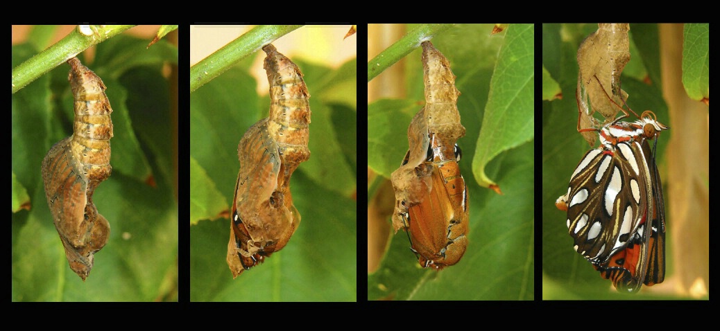 Metamorphosis