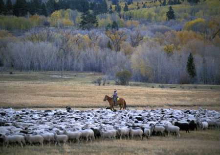 Sheep Herding,ChamaValley, New Mexico