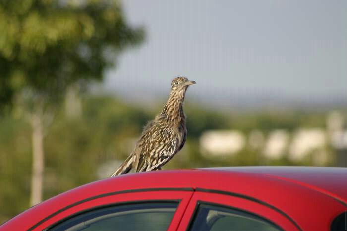 Roadrunner Hitches a Ride
