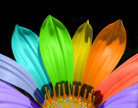 Rainbow flower