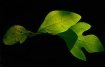 Sassafras Leaves ...