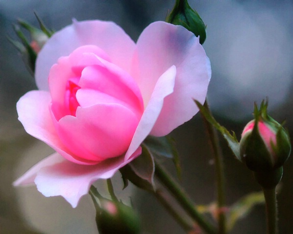 Pink Rose Delight - ID: 557697 © Deborah C. Lewinson