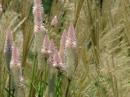 Flowers & Grass