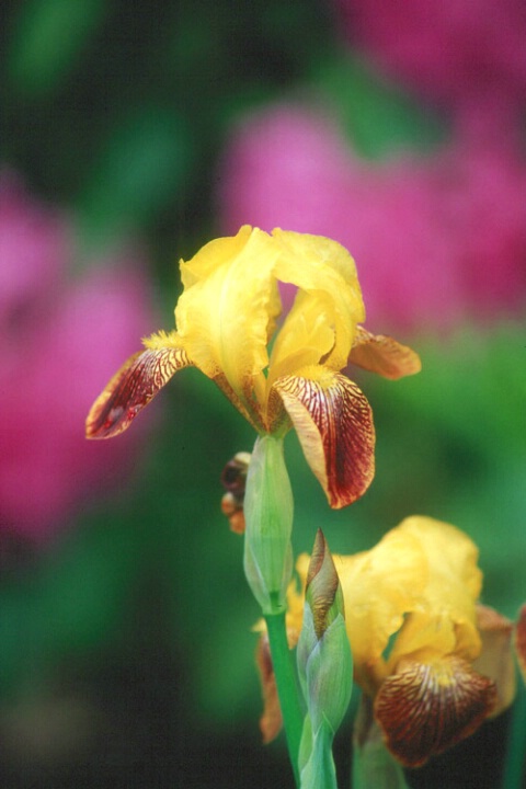 Yellow and Brown Iris #3