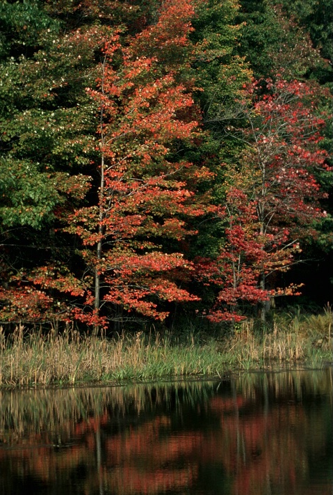 Maples Along Ponds Edge
