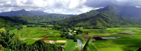 HANALEI TARO FIELDS