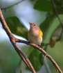 Alone on a Branch