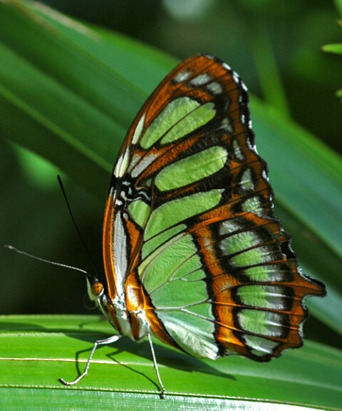 Malachite