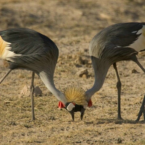 Gray Crowned Cranes - ID: 559256 © James E. Nelson