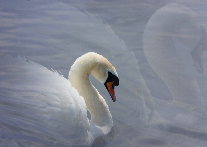 Phantom Swan