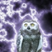 Fulgur The Owl 