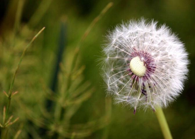 Dandelion