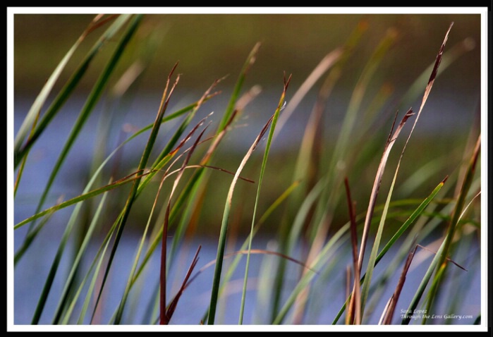 Everglades River of Grass... - ID: 560294 © Sara And Dick