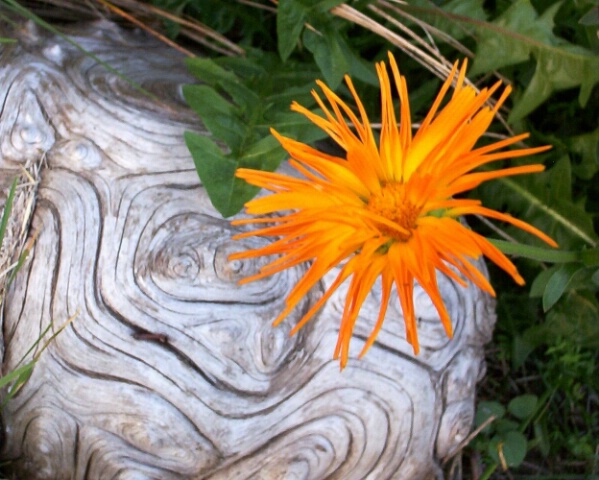 Flower and Wood