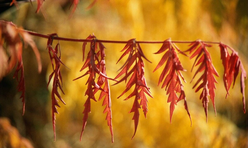 Nature's Clothesline