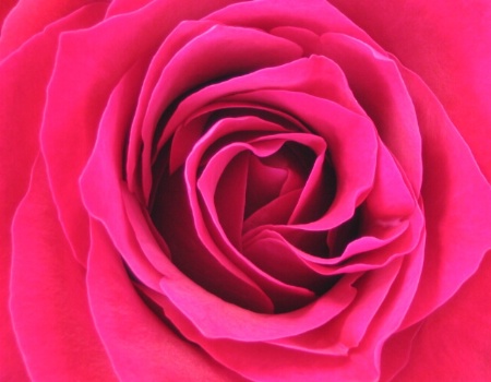Annabelle's Rose