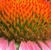 Spiked