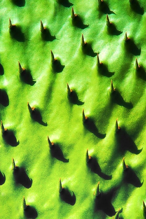 Prickly Green