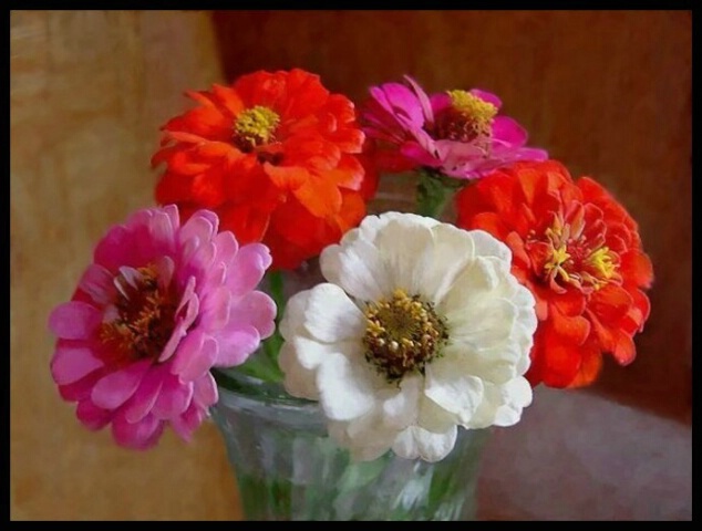 Zinnias