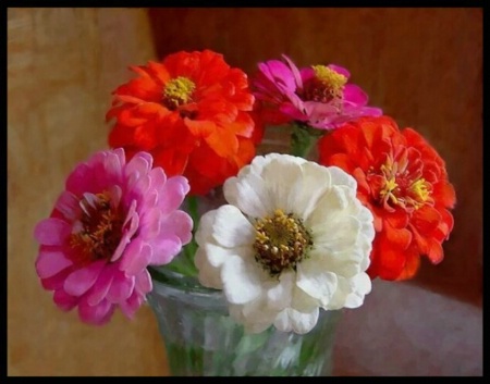 Zinnias