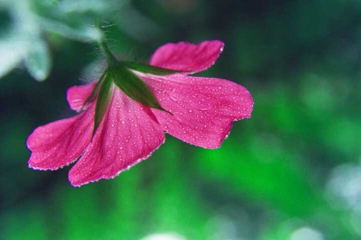 hanging pink 