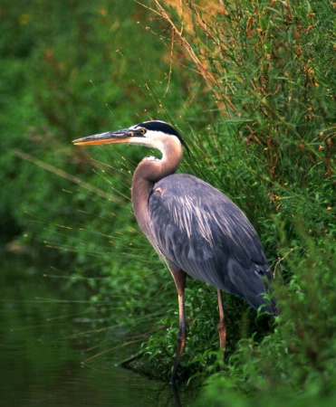 Great Blue Heron