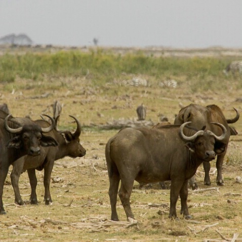 African Buffalo - ID: 561993 © James E. Nelson