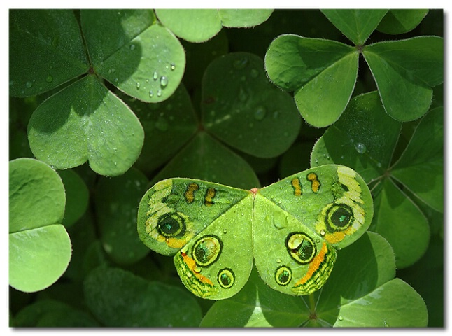 Clover Butterfly