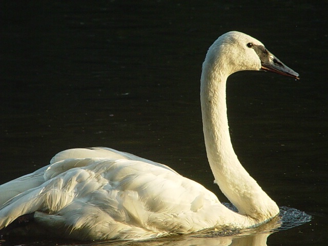 Trumpter Swan at Sunset