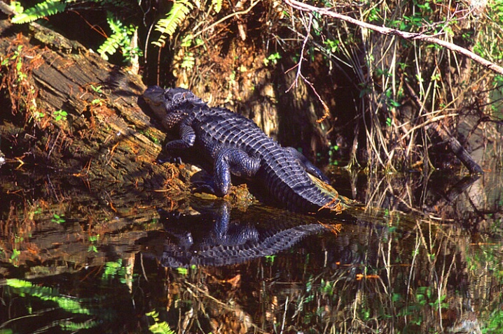 Gator at Big Cypress Swamp (H) - ID: 562259 © Donald E. Chamberlain